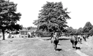 The Francis Frith Collection: Dunsfold, the Common c1955
