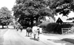 The Francis Frith Collection: Dunsfold, the Village c1955