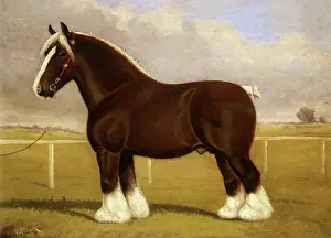Equines: Dunsmore Pecora