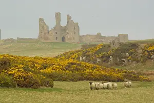 Dunstanburgh: Dunstanburgh Castle, Northumberland