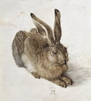 Eumetazoa: DURER, Albrecht (1471-1528). Hare. 1502. Renaissance