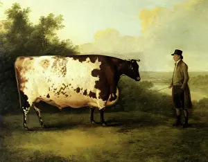 Boultbee: The Durham Ox