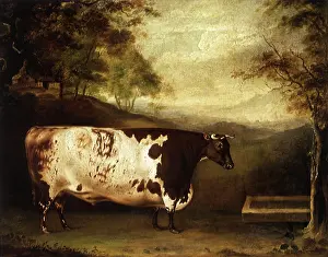 Trough: The Durham Ox