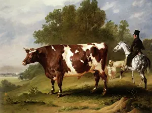 Famed: Durham Ox and Groom