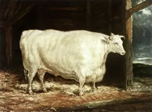 Garrard: Durham White Ox