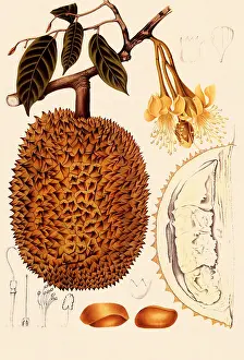 Delicious: Durian, Durio zibethinus