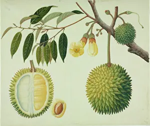 Eudicot: Durio zibethinus, durian