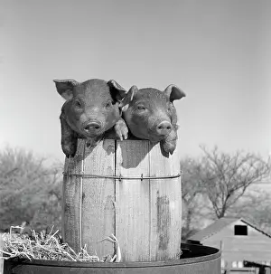 Hogs: Two Duroc Pigs Piglets In A Nail