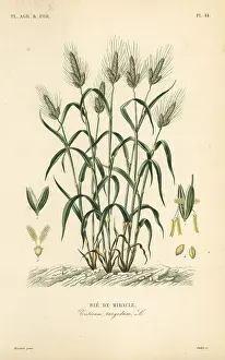 Maubert: Durum wheat, Triticum turgidum