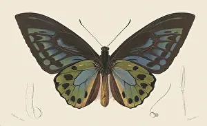Arthropods: D'Urvilles Bird-Winged Butterfly