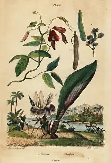Sarsaparilla: Dusky coral pea, false sarsaparilla and blackhorm