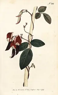 Dusky: Dusky coral pea, Kennedia rubicunda