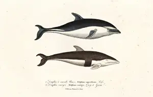 Cruciger: Dusky dolphin and hourglass dolphin