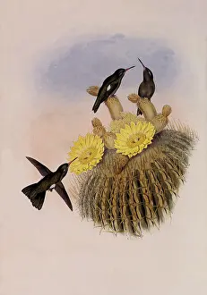 Cacti: Dusky Hummingbird, Ph...aeoptila Sordida