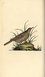Dusky: Dusky lark, Pinarocorys nigricans