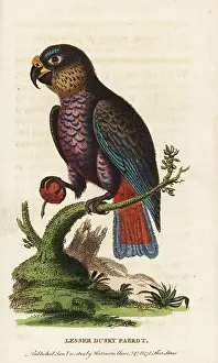 Dusky: Dusky parrot, Pionus fuscus