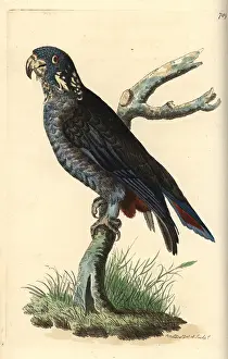 Dusky: Dusky parrot, Pionus fuscus