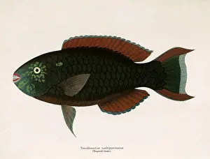Dusky: Dusky Parrotfish