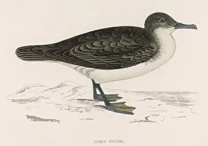 Manx: DUSKY PETREL
