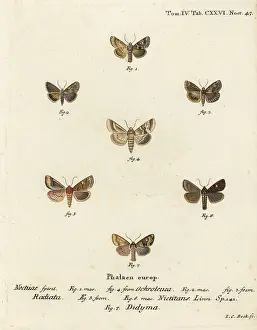 Flounced: Dusky sallow, ear moth and common rustic