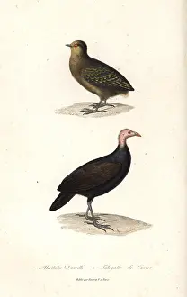 Megapodius: Dusky scrubfowl and red-billed brushturkey