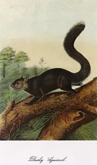 Dusky: Dusky Squirrel