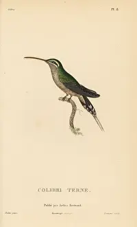 Colibri: Dusky-throated hermit, Phaethornis squalidus