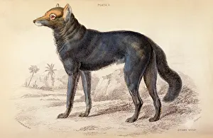 Dusky: Dusky wolf (Lupus Nubilus)