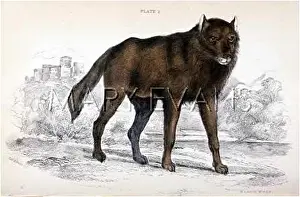 Dusky: Dusky wolf (Lupus Nubilus)