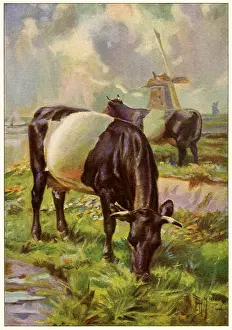 Belted: Dutch Belted Cows