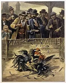 Cockfight: DUTCH COCKFIGHT