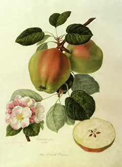 Leafed: Dutch Codlin Apples