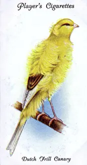 Canaries: Dutch Frill Canary