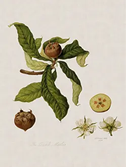 Linnaeus: Dutch Medlars