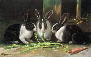 Carrot: Dutch Rabbits - 1905