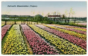 Jane George: DUTCH TULIP FIELDS