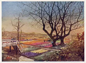 Haarlem: DUTCH TULIP FIELDS