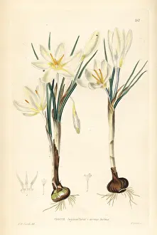 Aureus: Dutch yellow crocus, Crocus flavus