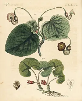 Europaeum: Dutchman's pipe and asarabacca