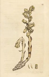 Dutchmans: Dutchman's pipe, Monotropa hypopitys