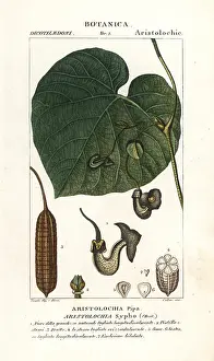 Stanghi: Dutchman's pipe or pipevine, Aristolochia macrophylla