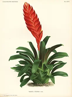 Carinata: Duval's vriesea, Vriesea duvaliana