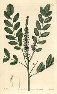 Indigo: Dwarf bastard indigo, Amorpha nana