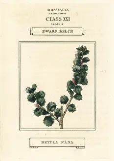 Betula: Dwarf birch, Betula nana
