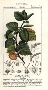 Betula: Dwarf birch, Betula pumila