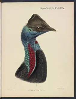 Gerrard: Dwarf cassowary by JG Keulemans