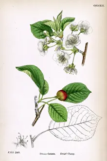 May18: Dwarf cherry blossom