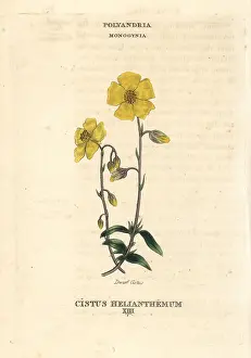Cistus: Dwarf cistus, Cistus helianthemum