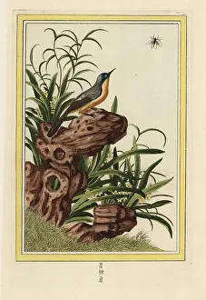 Chinoiserie: Dwarf daffodil, Narcissus species