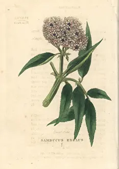 Duppa: Dwarf elder, Sambucus ebulus